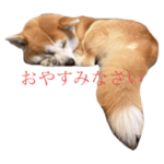 秋田犬のマーティ2022