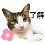 菜っ葉とシエロ仲良しスタンプ