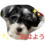 我が家のちこちゃん