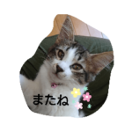 猫のちこちゃん  毎日使えるスタンプ