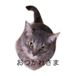 チコちゃんのゆるい日常