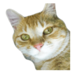 チコちゃんと話そう