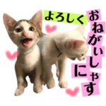 保護猫ちこ&そーbyオハナビーズ