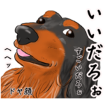 わんだふるLife2