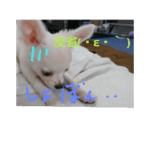 チワワのチコちこちゃん3