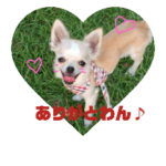チワワのチコちこちゃんNew