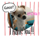 チワワのチコちこちゃん