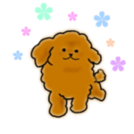 トイプードル☆ちょこ