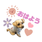 トイプードル　ルルのスタンプ