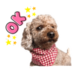 トイプードル　ちゃちゃ丸くん！