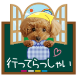 トイプードルらっちゃん<気遣い編>