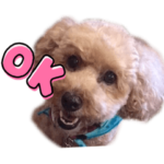 ぼさぼさトイプードル　　ラグのスタンプ