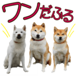 ZOO動物プロ ドッグスター☆ 柴犬トリオ