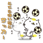 とても白い猫とサッカー