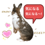 うさぎのまるちゃん 13