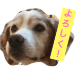 ブリタニースパニエル ワル君