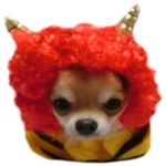 チワワのセレサ9 ２月編