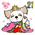 シーズー犬 Vol.21