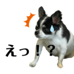 チワワのモカ君ペコちゃん♡②