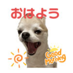 チワワのモカ君ペコちゃん♡