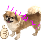 ペキチワ ココちゃん