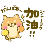 中国語♡日本語訳 豆柴日和