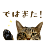 キジトラ猫の大人敬語スタンプ2