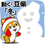 動く！豆柴「冬」