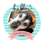 可愛いんちゃ！キララ君②