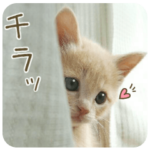 むぎちゃんスタンプ04はなちゃん