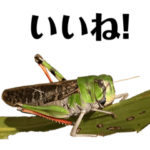 バッタ目（実写）2022