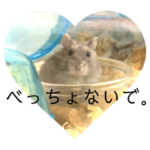 ☘⬛️播州弁 ハムスター①⬛️☘