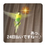 ⬛️あくどい‼️押し売りインコ❤️⬛️