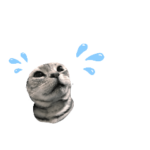 とてもトトロな猫