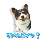 ポルクな日々　普段使いモンと季節モン 2