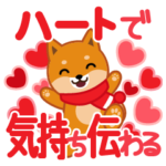 柴犬「ムサシ」３６　ハートで気持ち伝わる