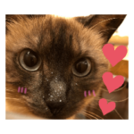 ネコちゃんstamp2022