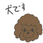 トイプーのグーさん