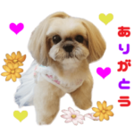 リアルDOG♪暴れん坊❤ペコちゃん