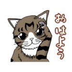 うちのもちねこ