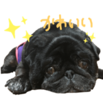 We love りきたん