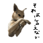 『ぐり』の日常。