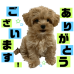 チワプーレムくんの毎日使える！スタンプ