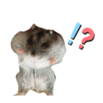 家のおもちちゃん