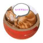 わが家の猫ちゃんおもち〜1歳激太り編〜