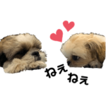 シーズーのルークともこちゃん