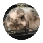 うさぎのおもちこともっちゃん