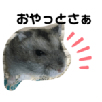 家のおもちちゃん（3）         鹿児島弁編