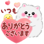 気持ちを伝える♥ポメラニアン「ぽちゃん」