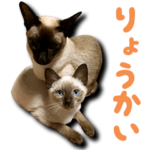 シャム猫さんたちの了解や挨拶